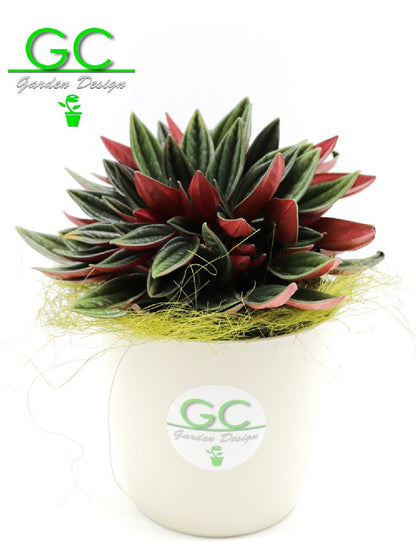 Peperomia caperata "Red"    Small Size