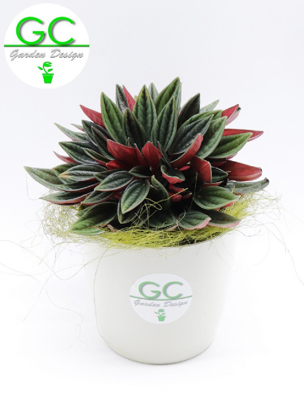 Peperomia caperata "Red"    Small Size