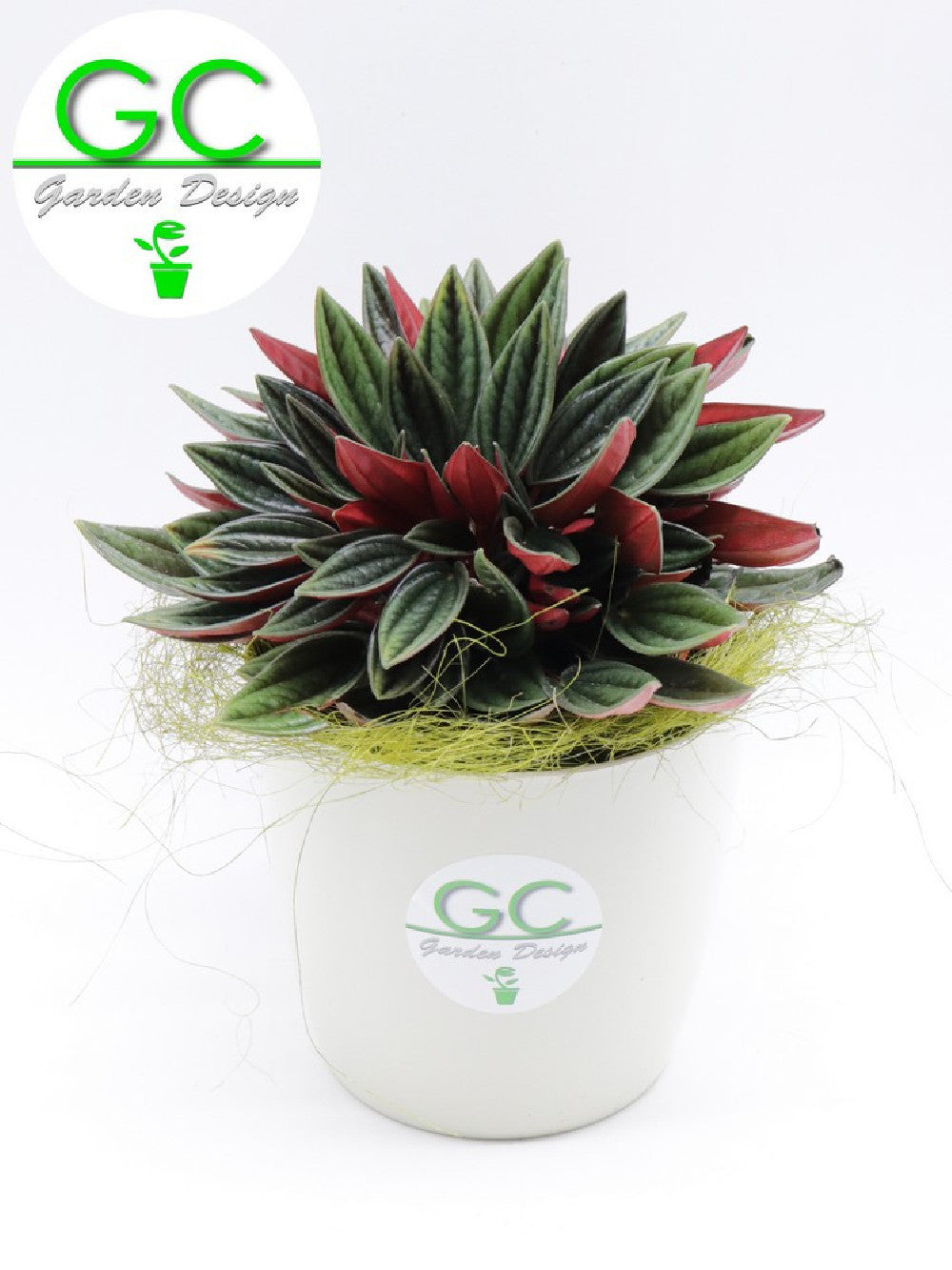 Peperomia caperata "Red"    Small Size