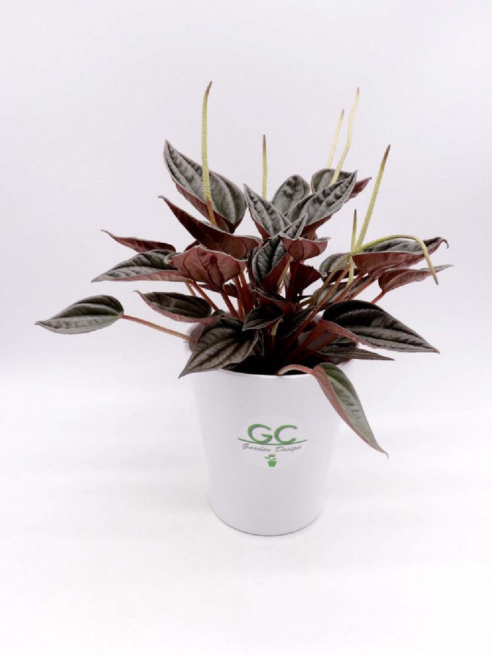 Peperomia grey
