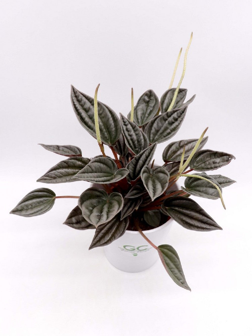 Peperomia grey