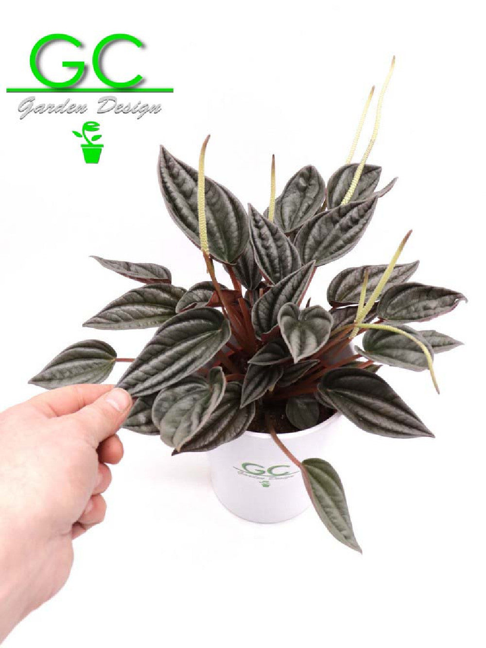 Peperomia grey
