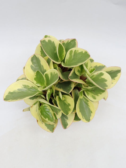 Peperomia obtusifolia 'Obtipan Bicolor'