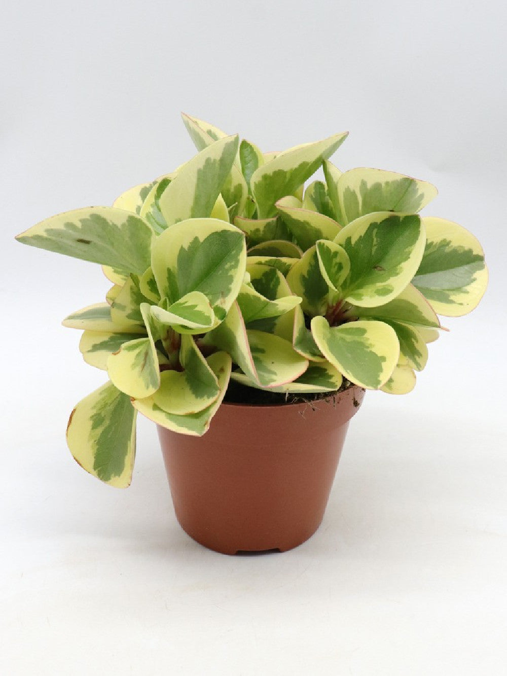 Peperomia obtusifolia 'Obtipan Bicolor'