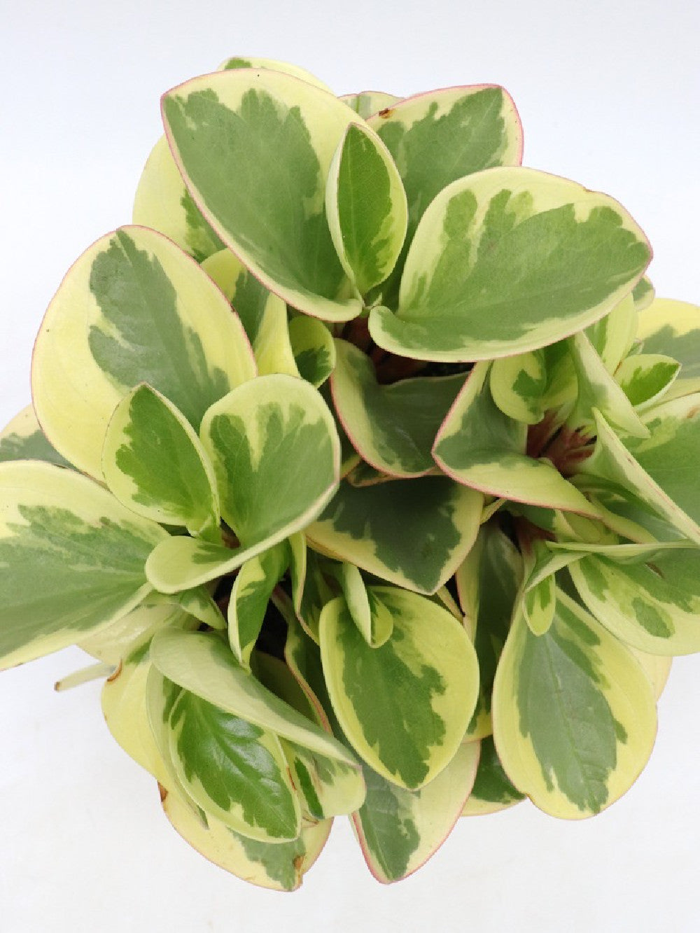 Peperomia obtusifolia 'Obtipan Bicolor'