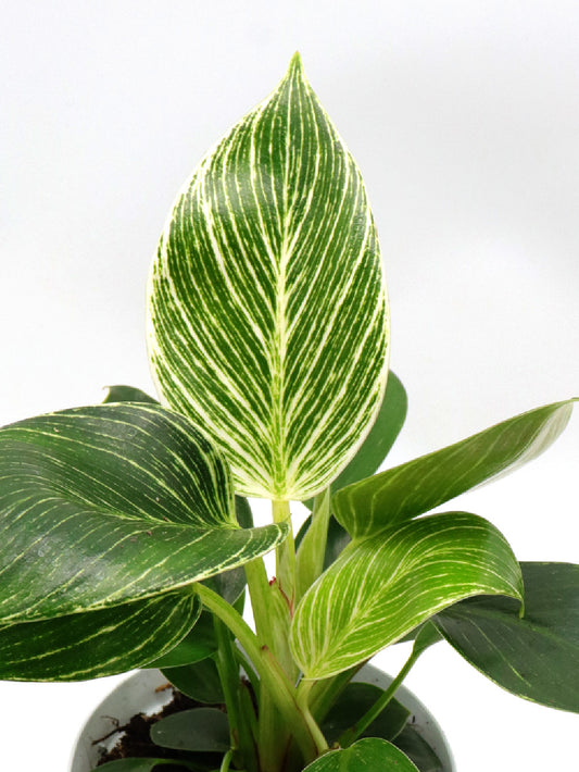 Philodendron birkin variegato