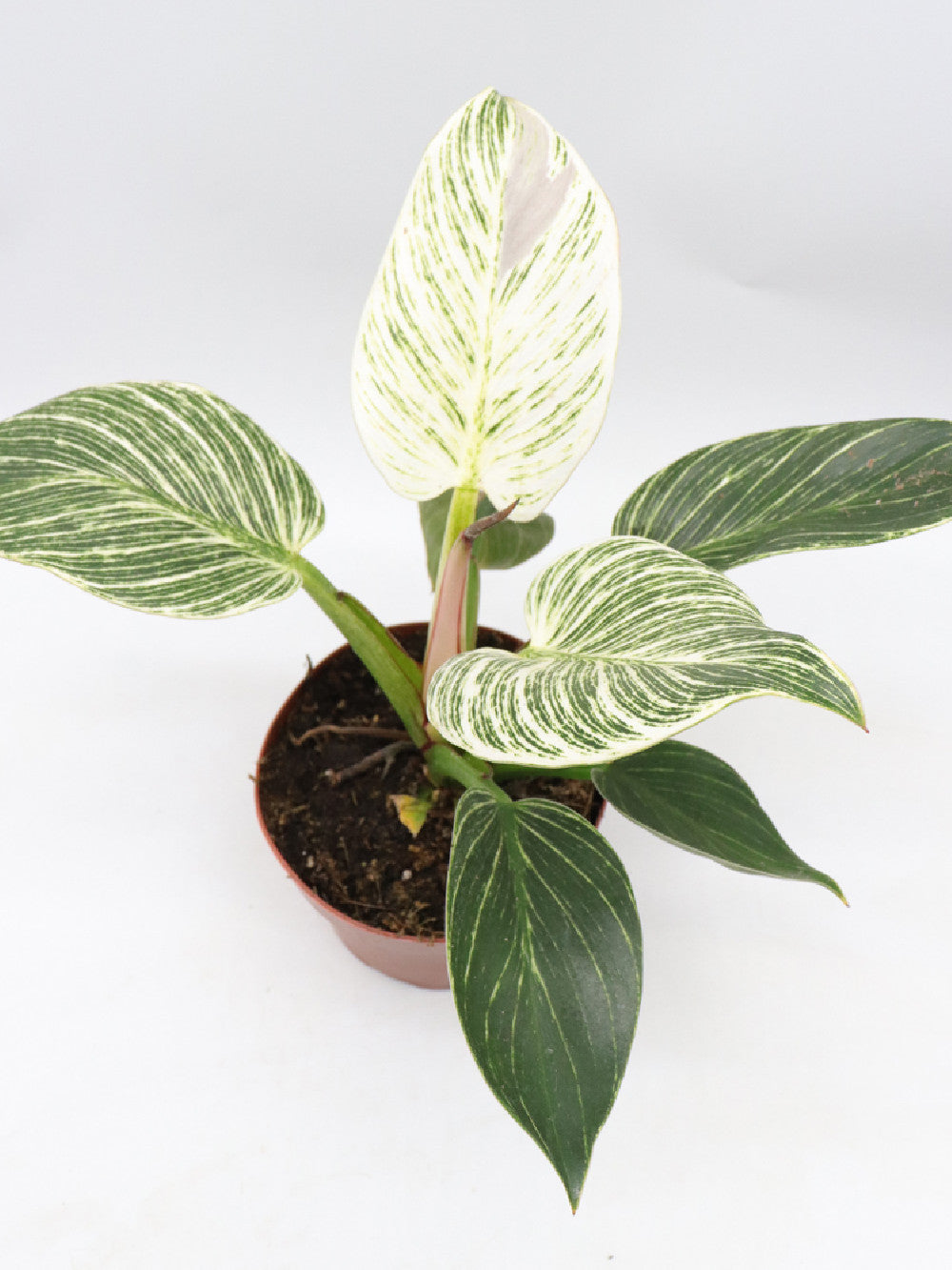 Philodendron birkin variegato