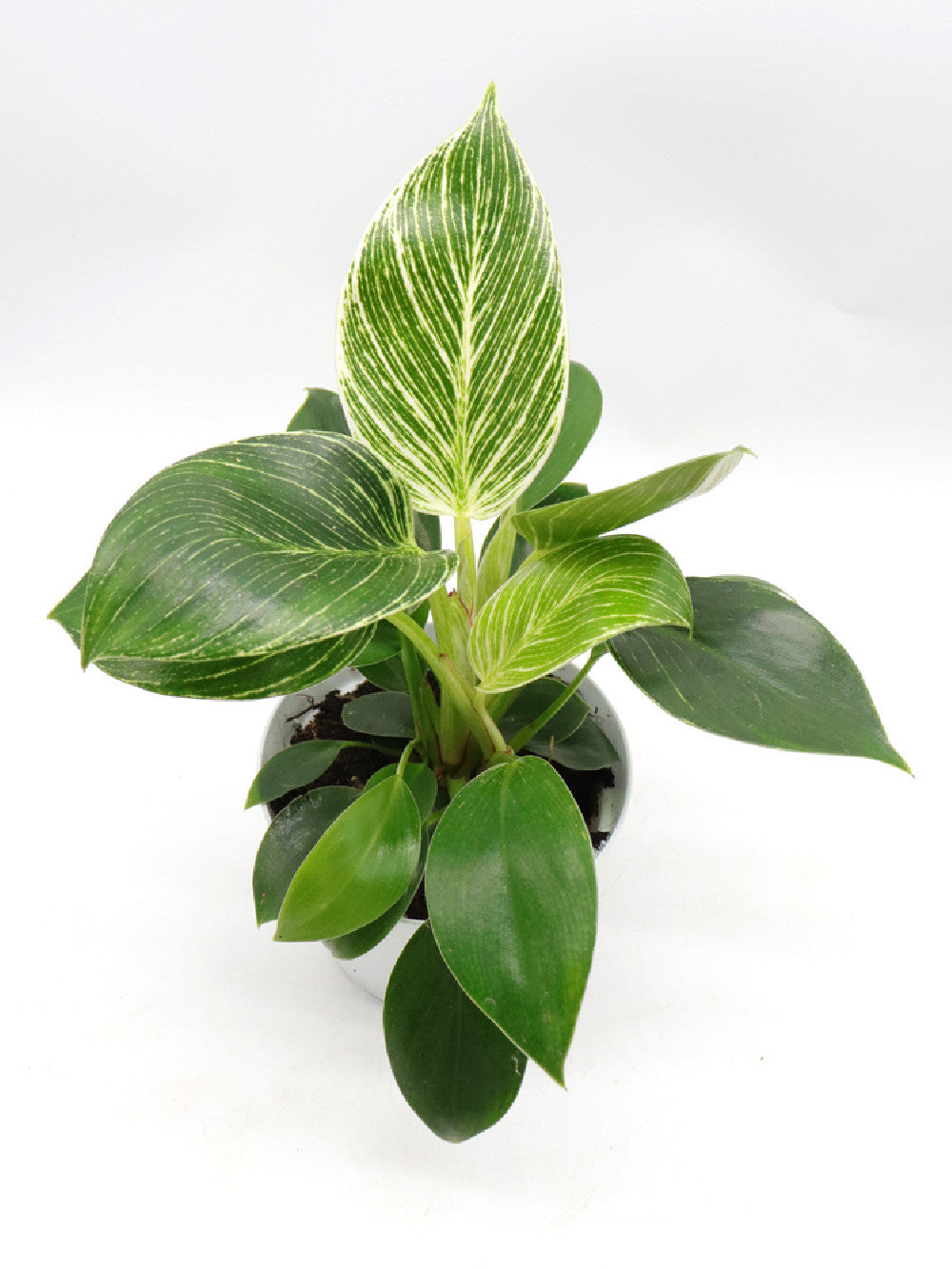 Philodendron birkin variegato