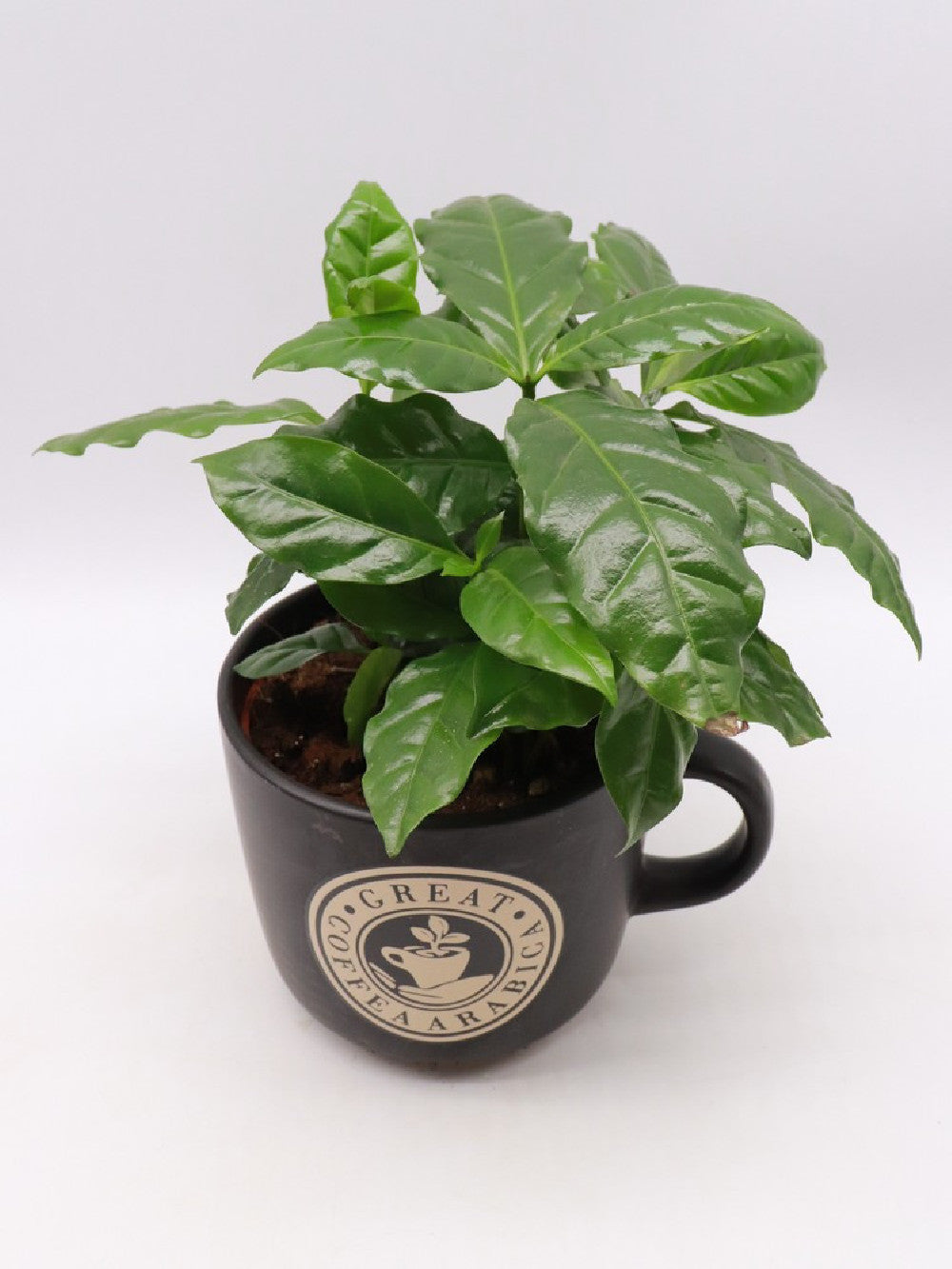 Pianta del caffe' in tazza grande "Black"