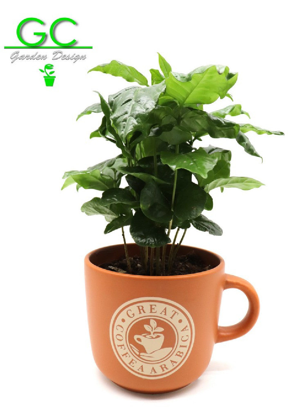 Pianta del caffe' in tazza grande "Cappuccino"