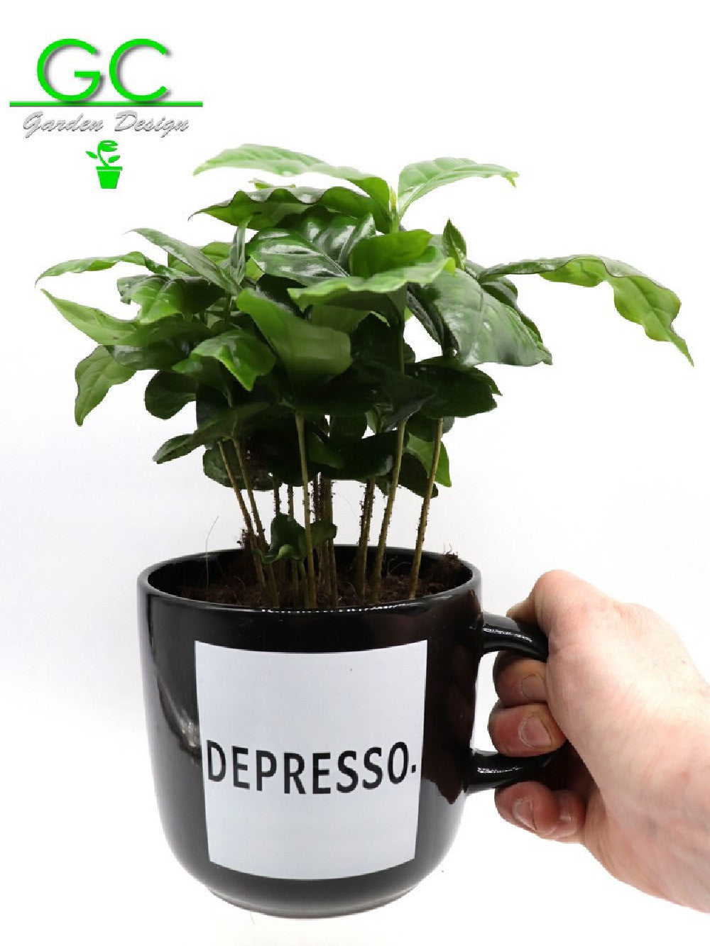 Pianta del caffe' in tazza grande "Depresso"
