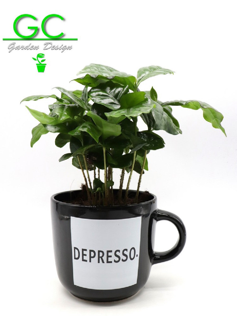 Pianta del caffe' in tazza grande "Depresso"