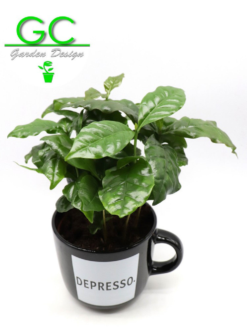 Pianta del caffe' in tazza grande "Depresso"