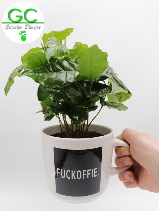 Pianta del caffe' in tazza grande "Fuckoffie"