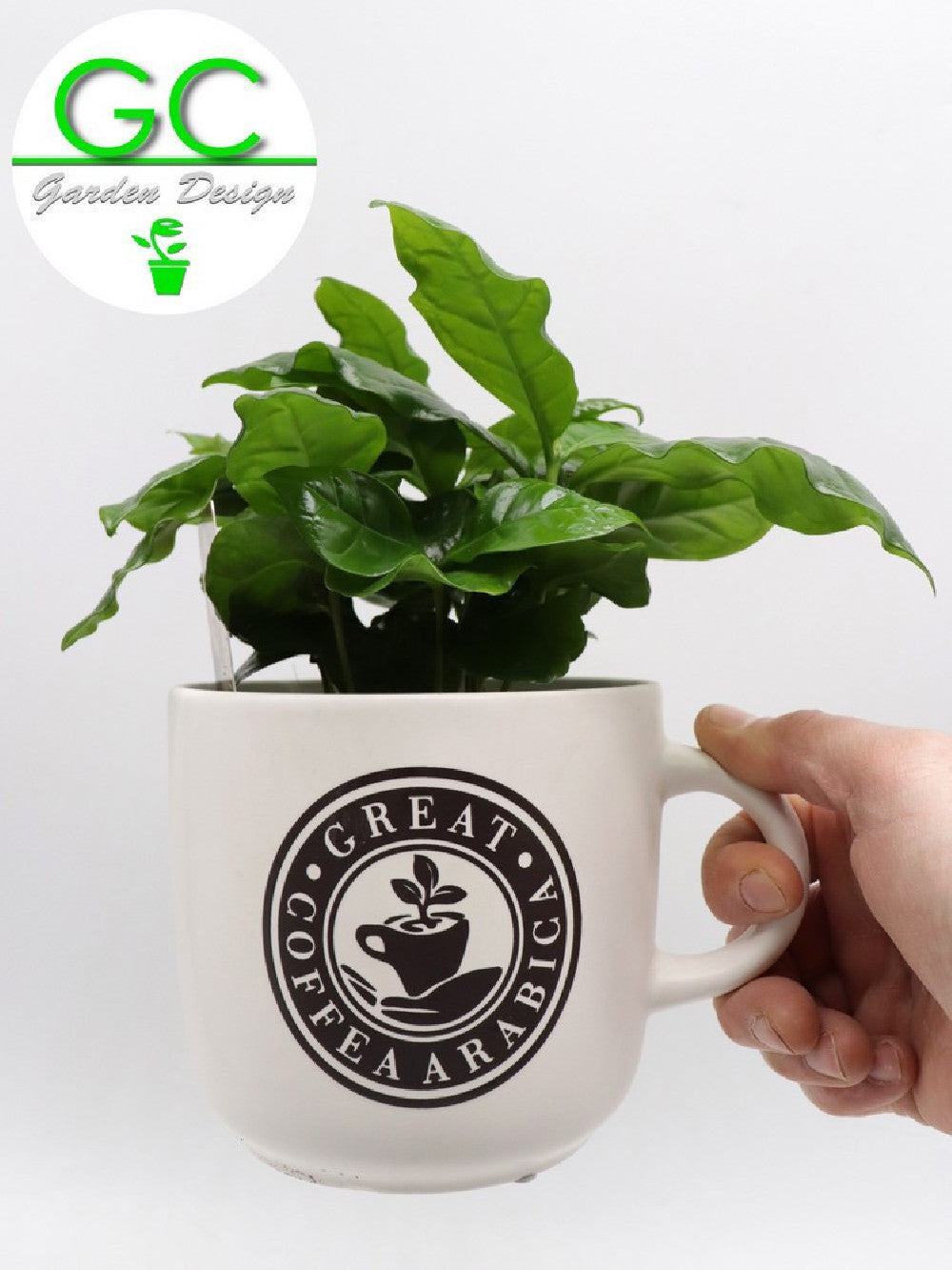 Pianta del caffe' in tazza grande "WHITE"