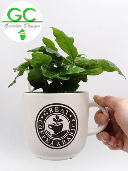 Pianta del caffe' in tazza grande "WHITE"