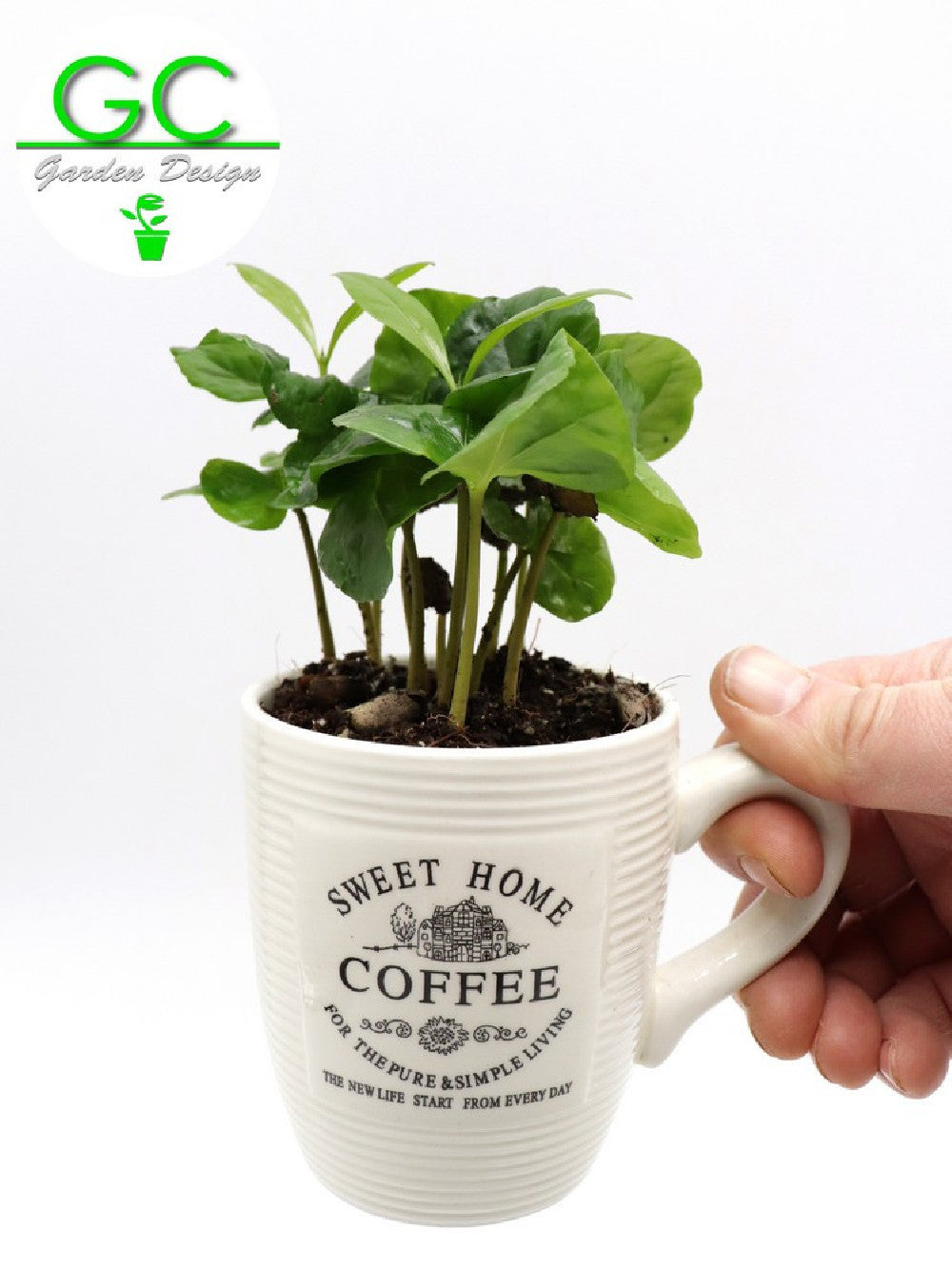 Pianta del caffe' in tazza piccola