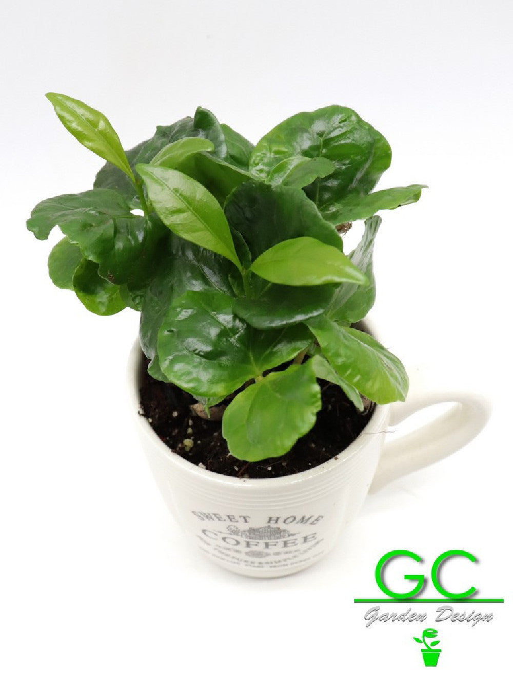 Pianta del caffe' in tazza piccola