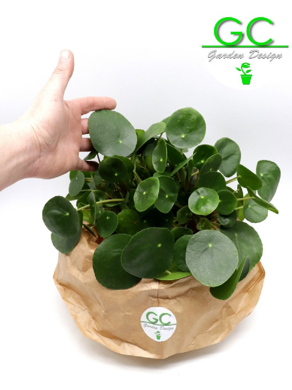 Pilea peperomoides - La pianta dei soldi    Vaso 14 cm