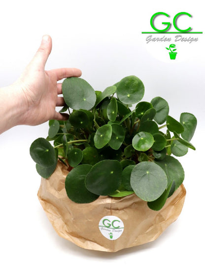 Pilea peperomoides - La pianta dei soldi    Vaso 14 cm