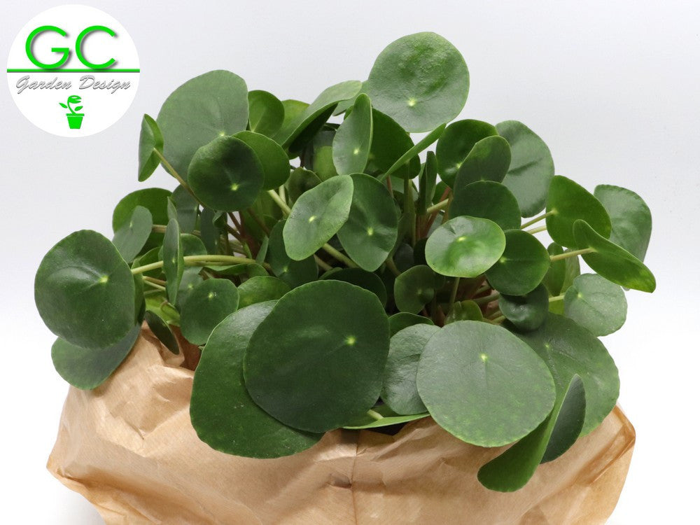 Pilea peperomoides - La pianta dei soldi    Vaso 14 cm