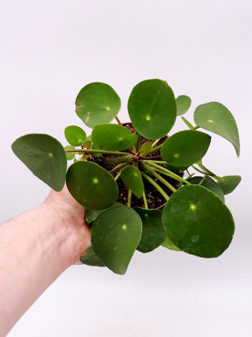 Pilea peperomoides - La pianta dei soldi    Vaso 14 cm