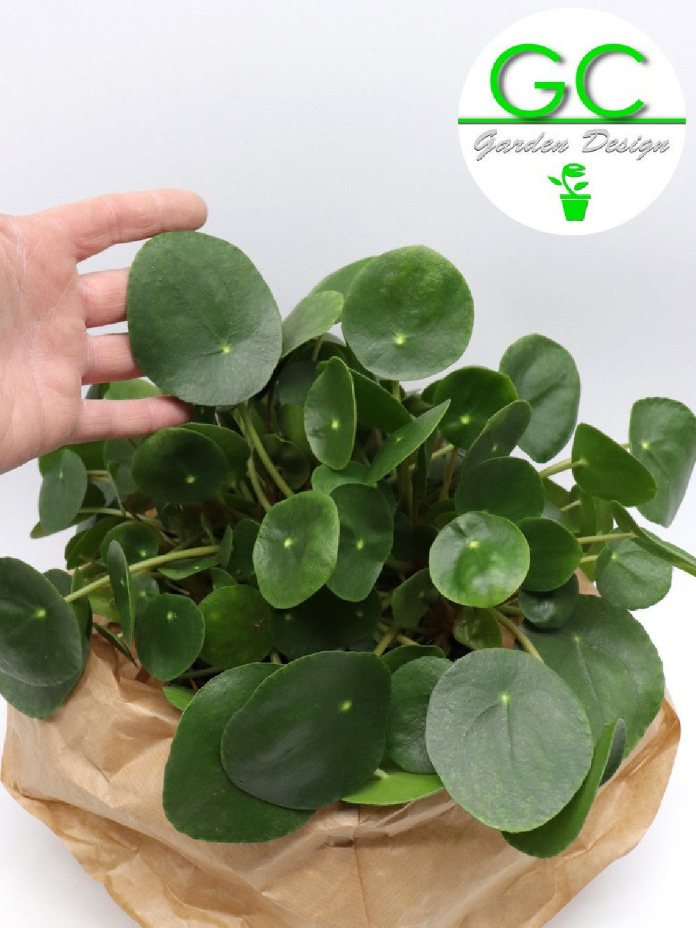 Pilea peperomoides - La pianta dei soldi    Vaso 14 cm