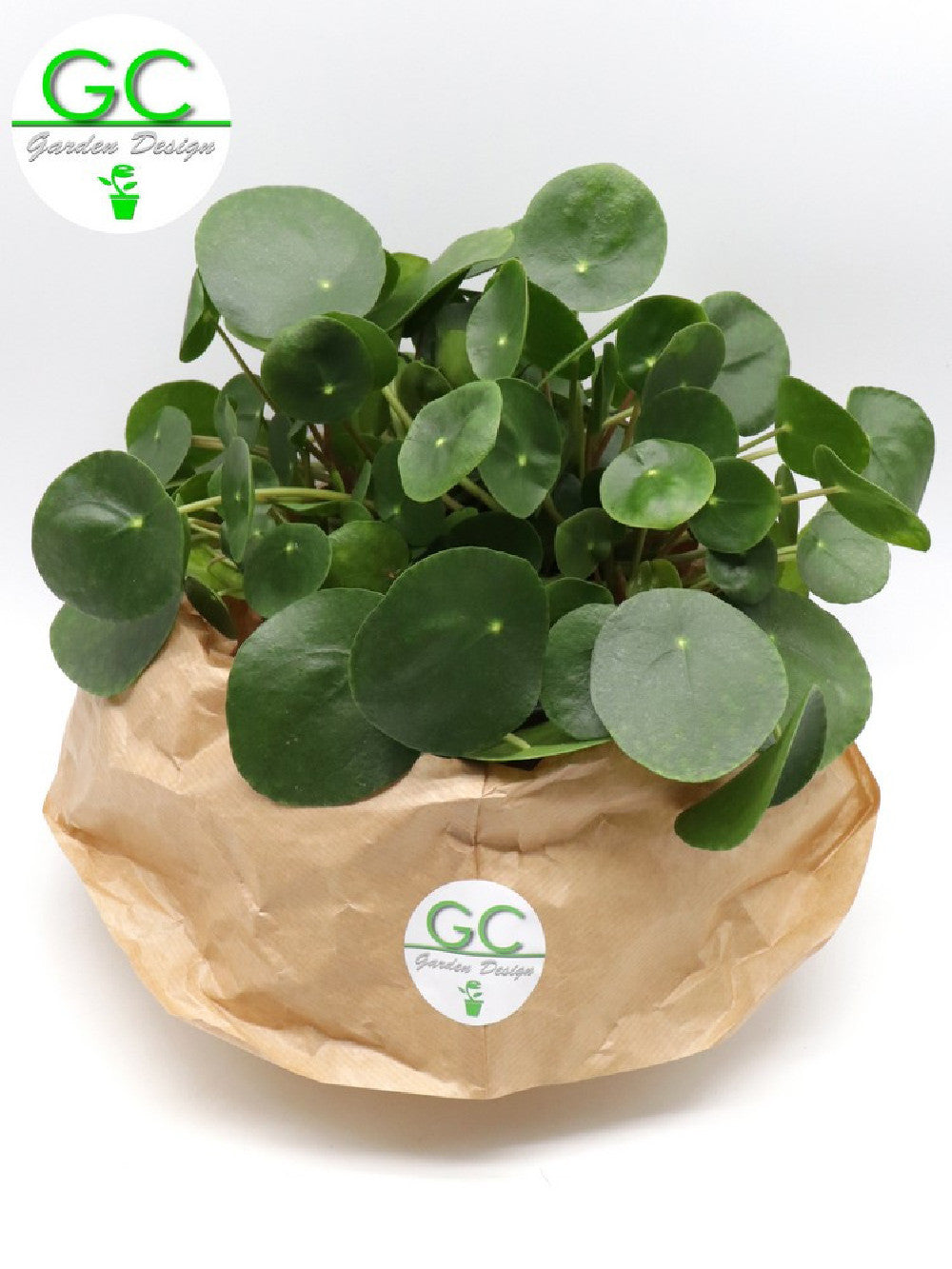 Pilea peperomoides - La pianta dei soldi    Vaso 14 cm