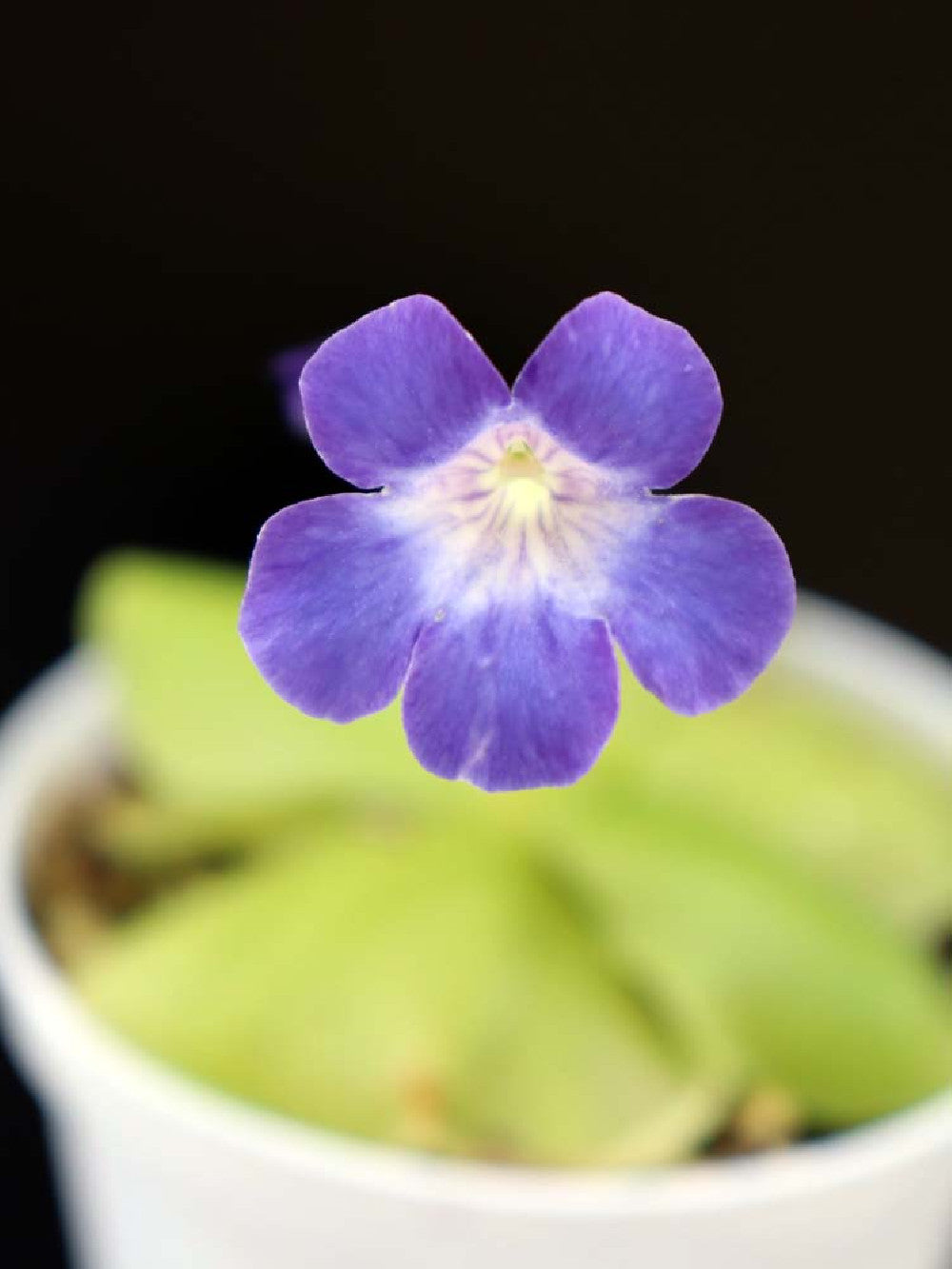 Pinguicula Jackii   Cuba