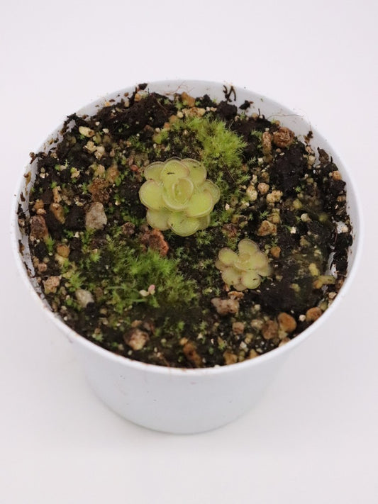 Pinguicula Kondoi   Aramberii, Nuevo Leon, Mexico