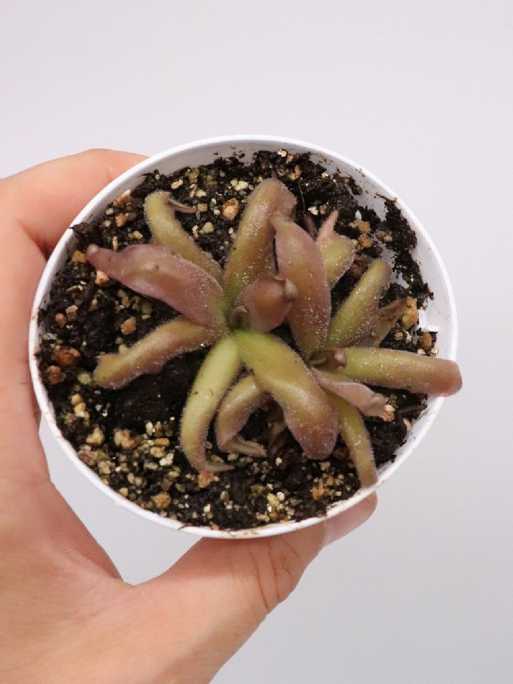 Pinguicula "Red starfish"