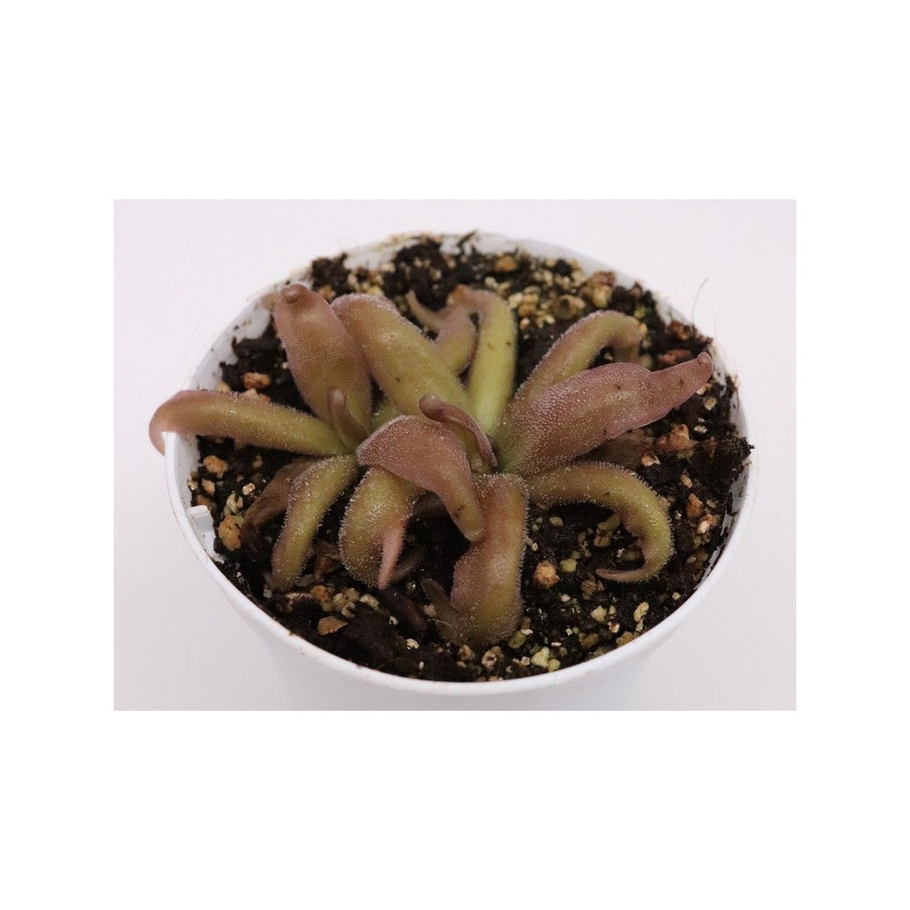 Pinguicula "Red starfish"