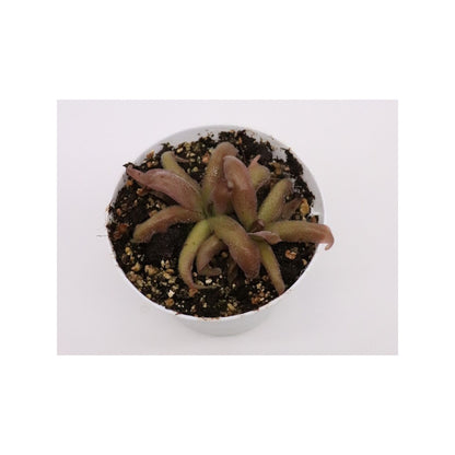 Pinguicula "Red starfish"