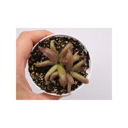 Pinguicula "Red starfish"