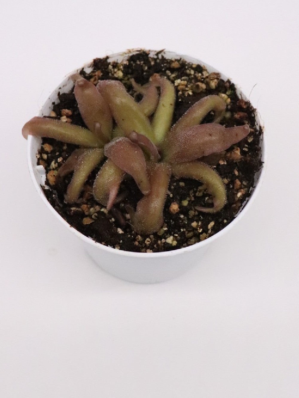 Pinguicula "Red starfish"