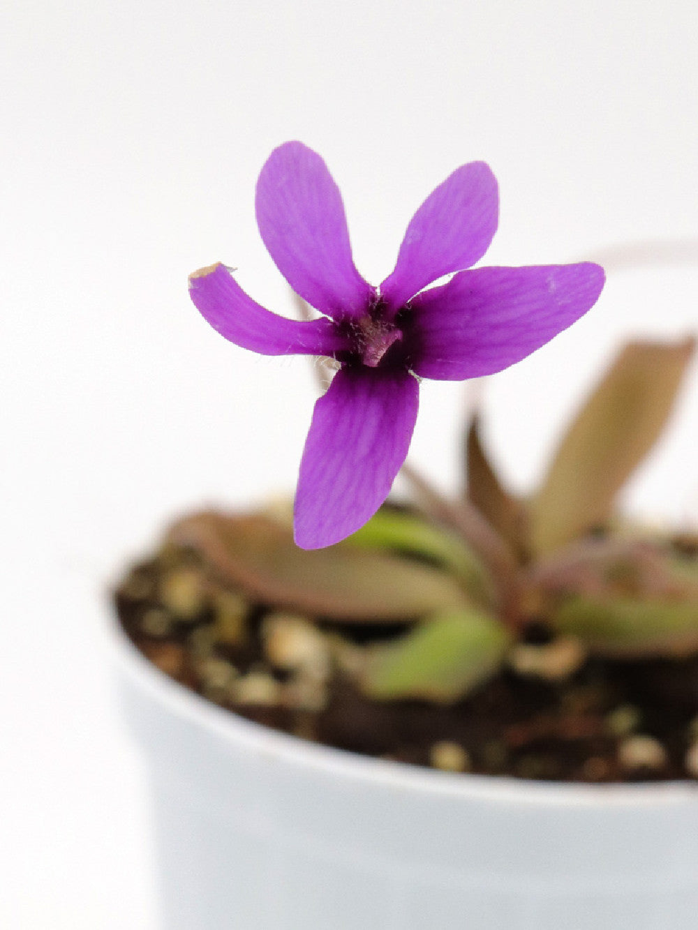 Pinguicula "Red starfish"