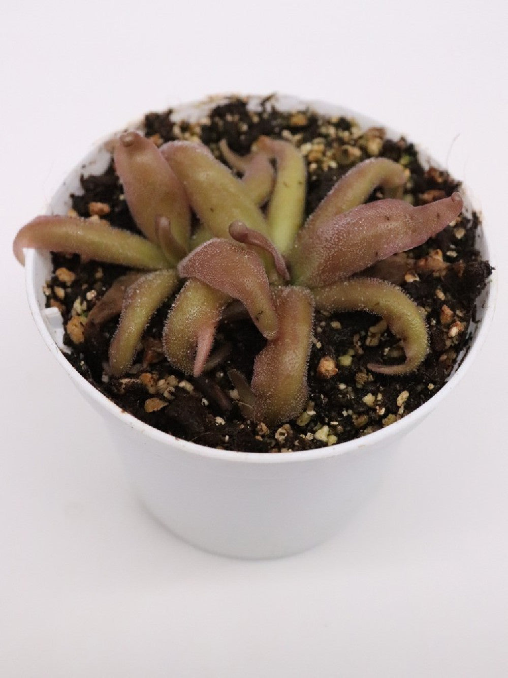 Pinguicula "Red starfish"