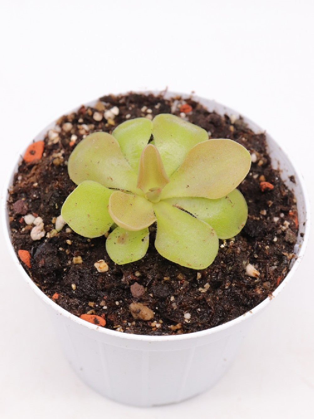 Pinguicula 'Sethos'