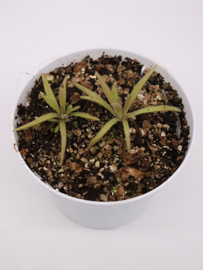 Pinguicula calderoniae x gypsicola