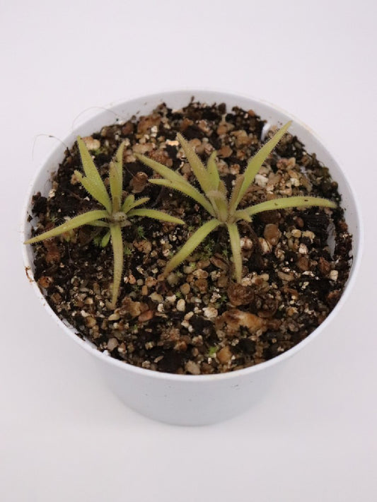 Pinguicula calderoniae x gypsicola