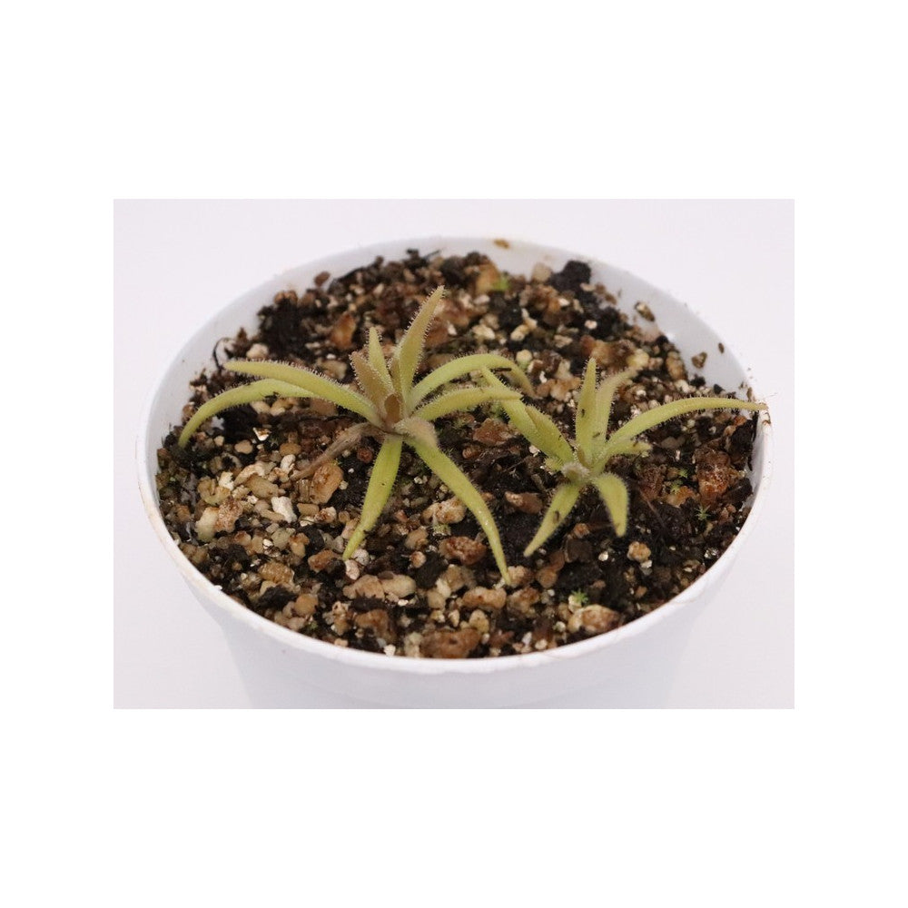 Pinguicula calderoniae x gypsicola