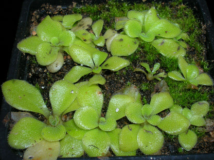 Pinguicula colimensis