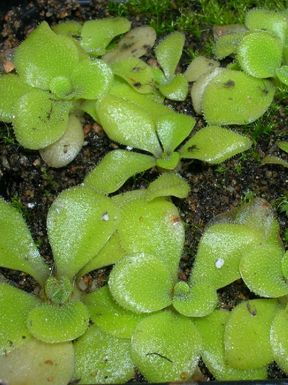 Pinguicula colimensis