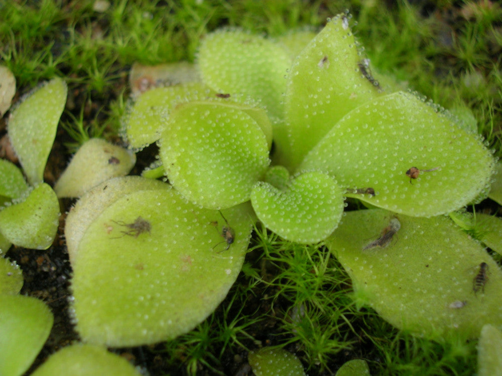 Pinguicula colimensis