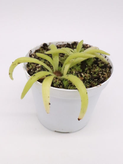 Pinguicula colimensis x calderoniae