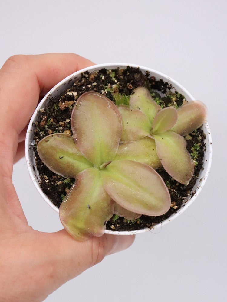 Pinguicula colimensis x moranensis