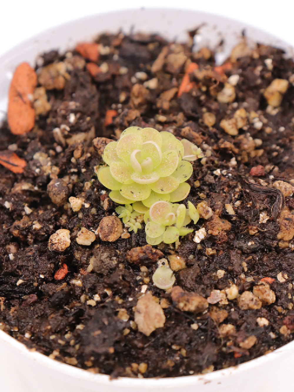 Pinguicula debbertiana