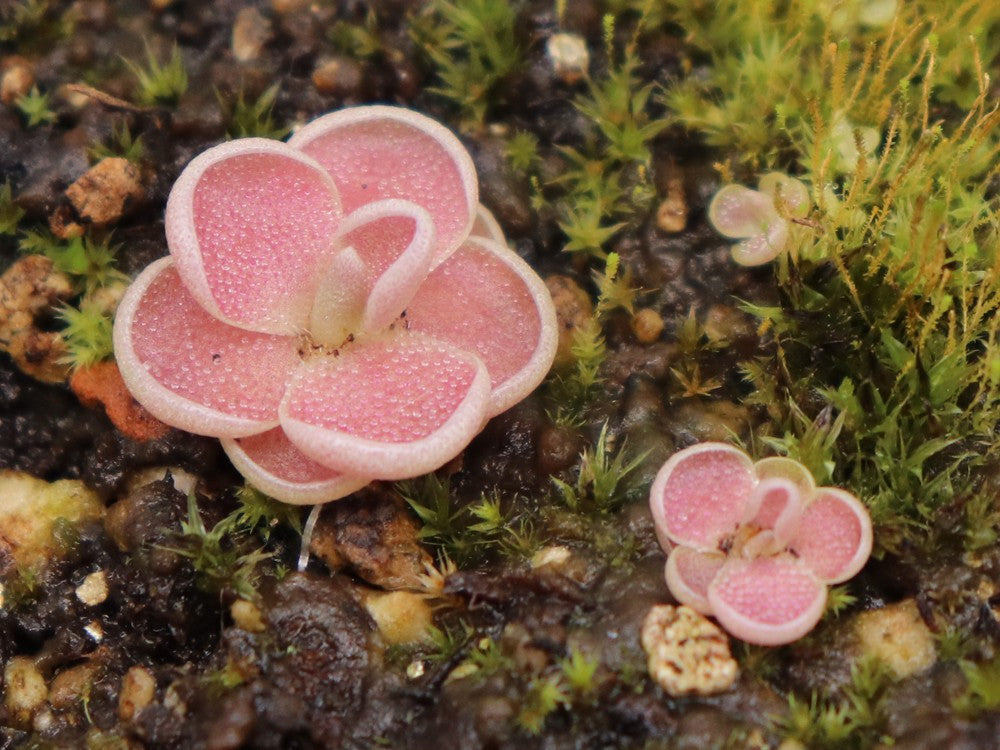 Pinguicula debbertiana