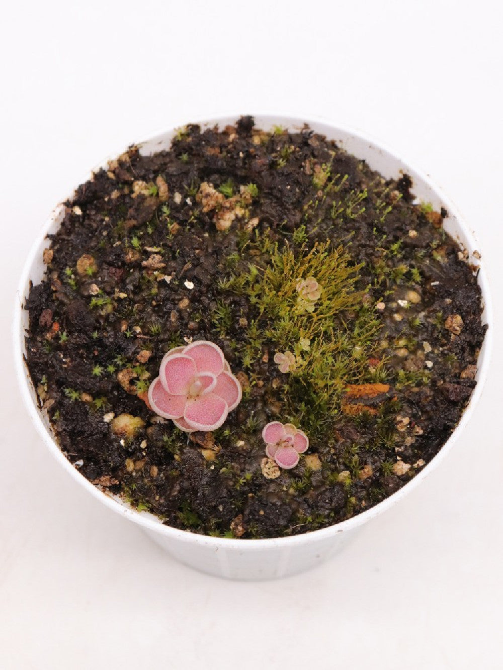 Pinguicula debbertiana