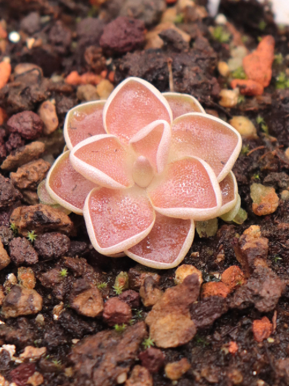 Pinguicula ehlersiae  Ixmiquilpan, Hidalgo, Mexico